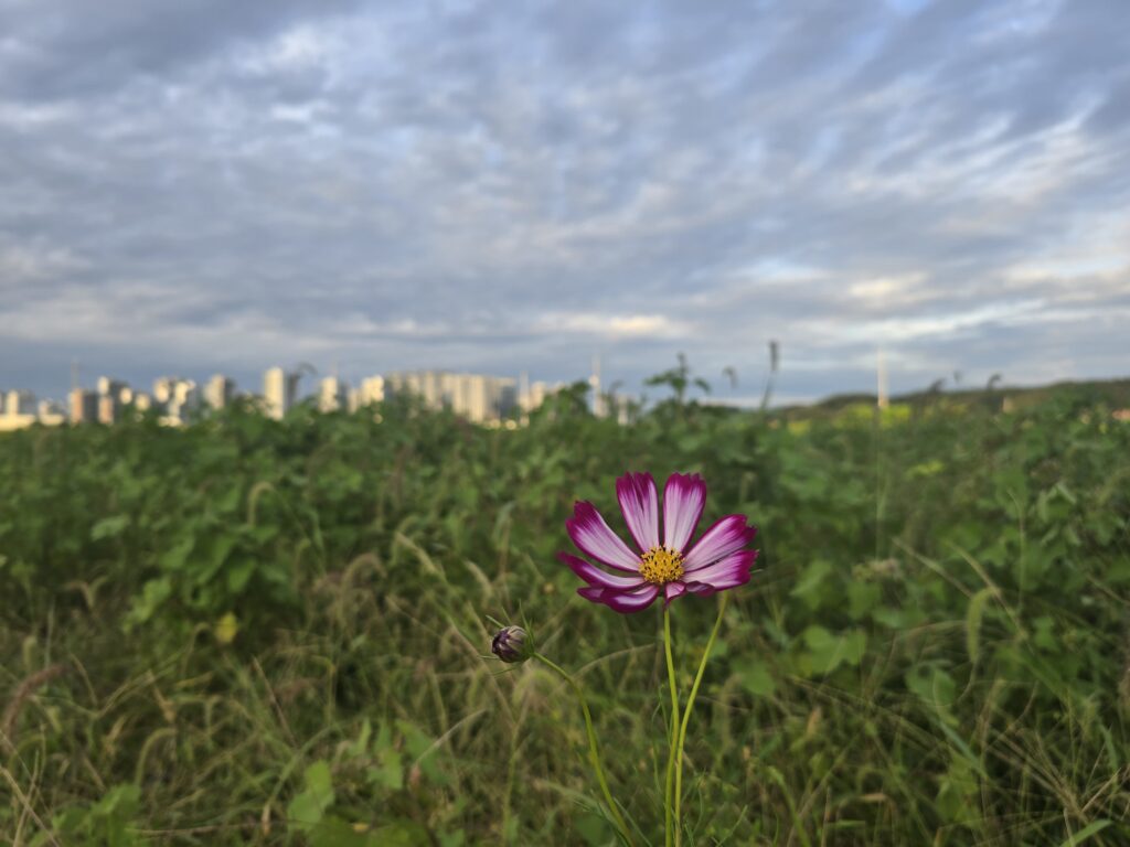 여호수아의 선택