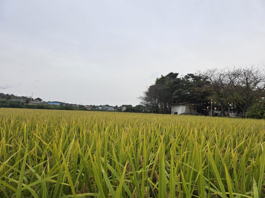 가야바