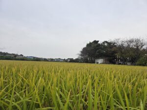 가야바